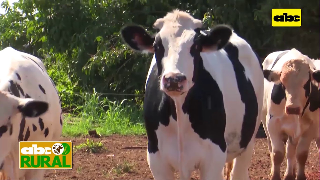 Abc Rural: Aprovechamiento de machos Holando