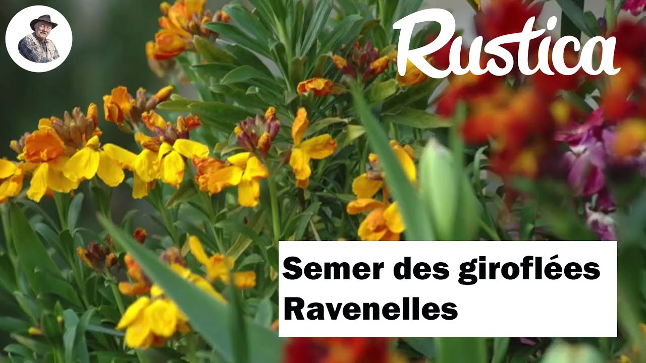Semer un bisannuelle en terrine, en mini-serre : la giroflée ravenelle