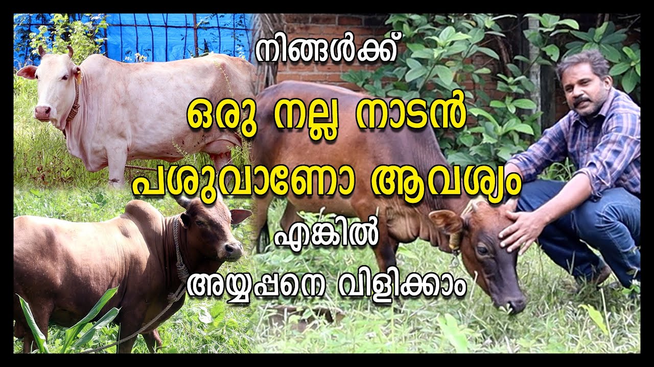 അയ്യപ്പന്റെ കപില പശുക്കൾ || നാടൻ പശു വളർത്തൽ || നാടൻ പശുക്കളുടെ ലോകം || KAPILA COW || NADAN PASHU