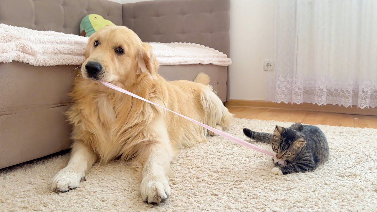 Playful Kitten Tries to Steal a Golden Retriever's Toy — You Won't Believe His Reaction!