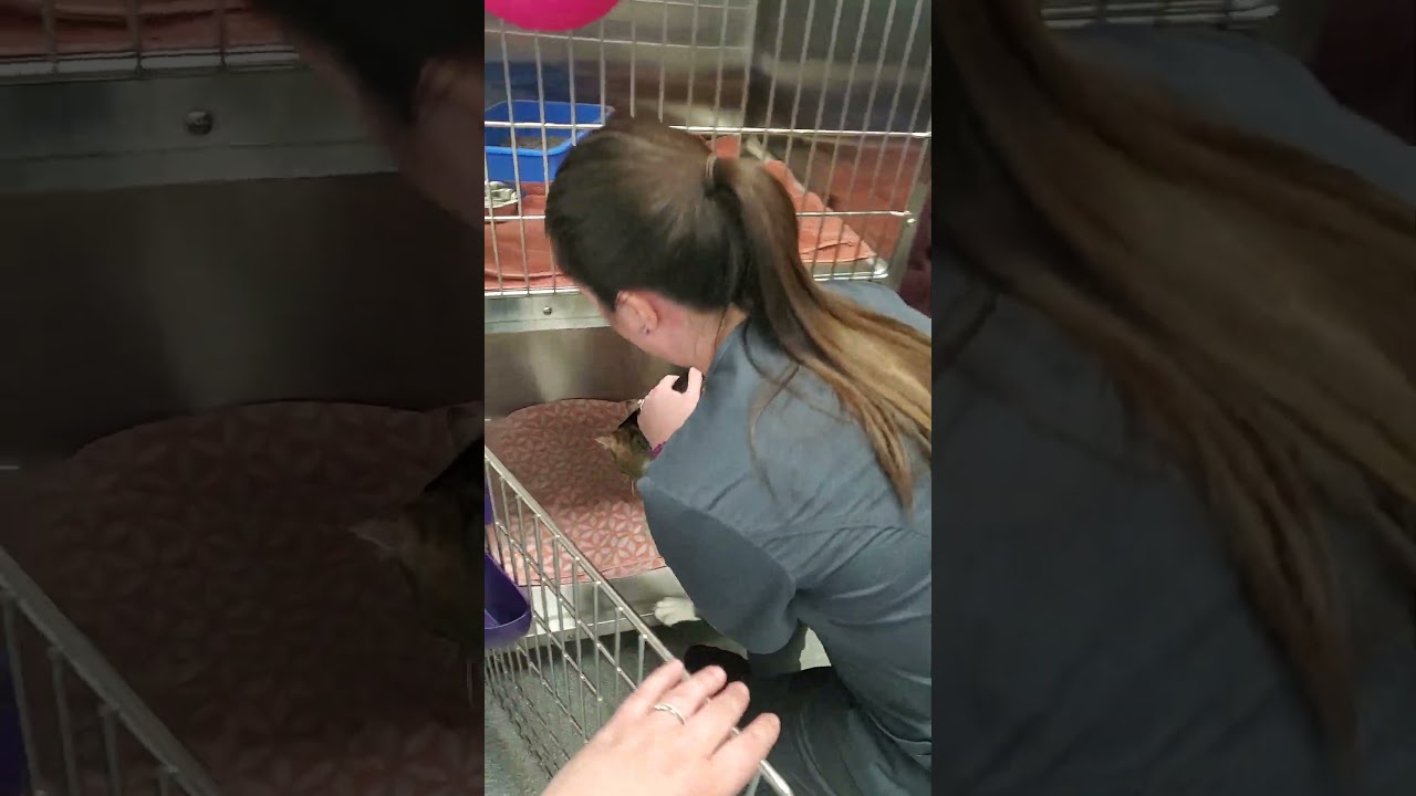 skills group 9 remove cat from lower cage