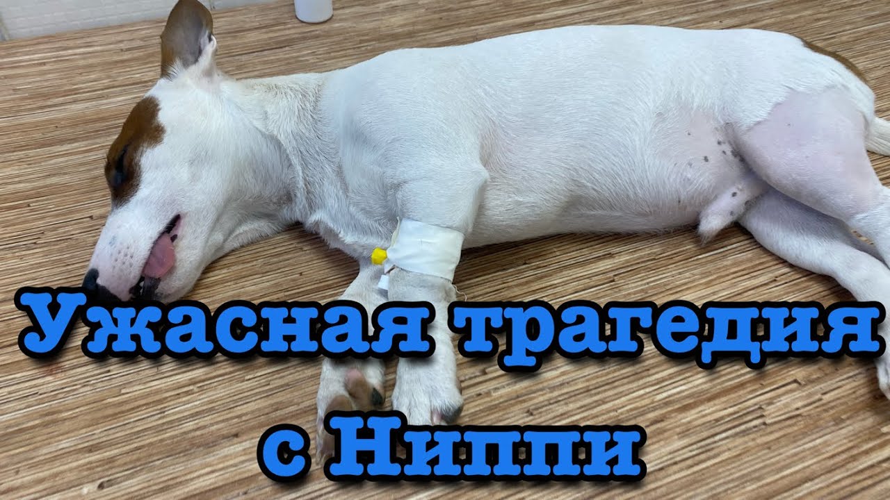 Vlog/ Трагедия с Ниппи 😭 Ремонт дома #anzhela_khiz