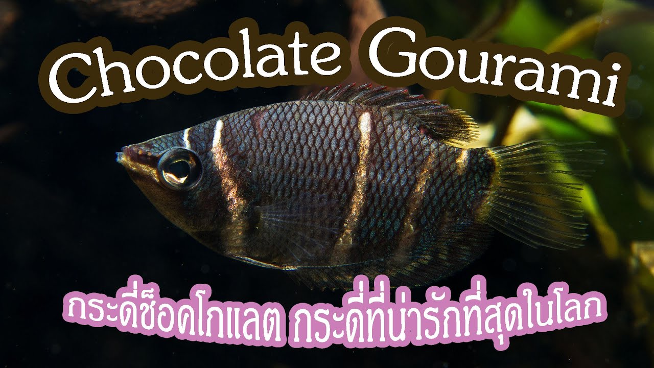 Chocolate Gourami กระดี่ช็อตโกแลต กระดี่ที่น่ารักที่สุดในโลก