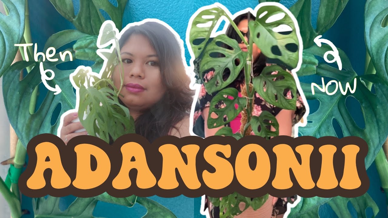 how to stop yellowing leaves with MONSTERA ADANSONII | care and propagation guide