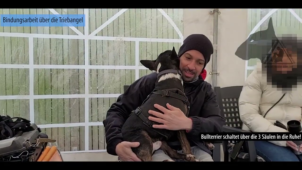 Bullterrier gelangt über die Triebangel in die Bindung