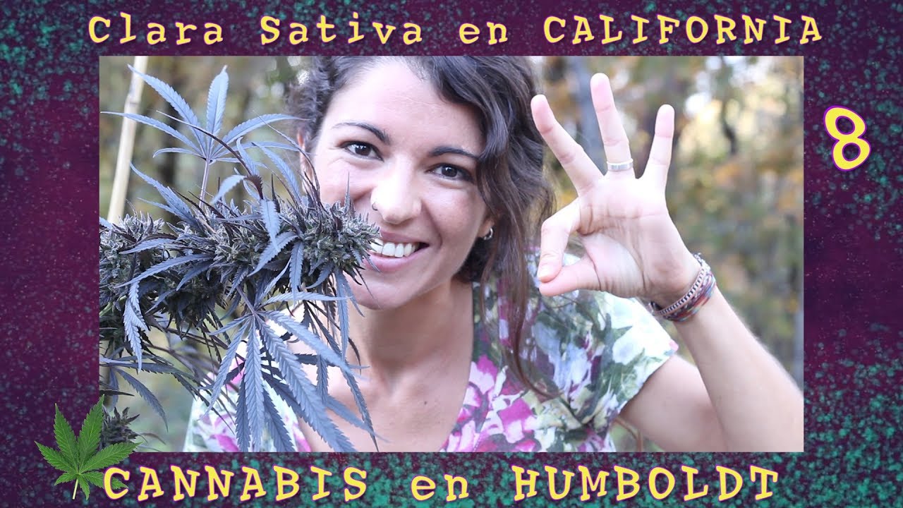 Cannabis en HUMBOLDT. Coraz&oacute;n del Tri&aacute;ngulo Esmeralda - Clara Sativa en CALIFORNIA 8