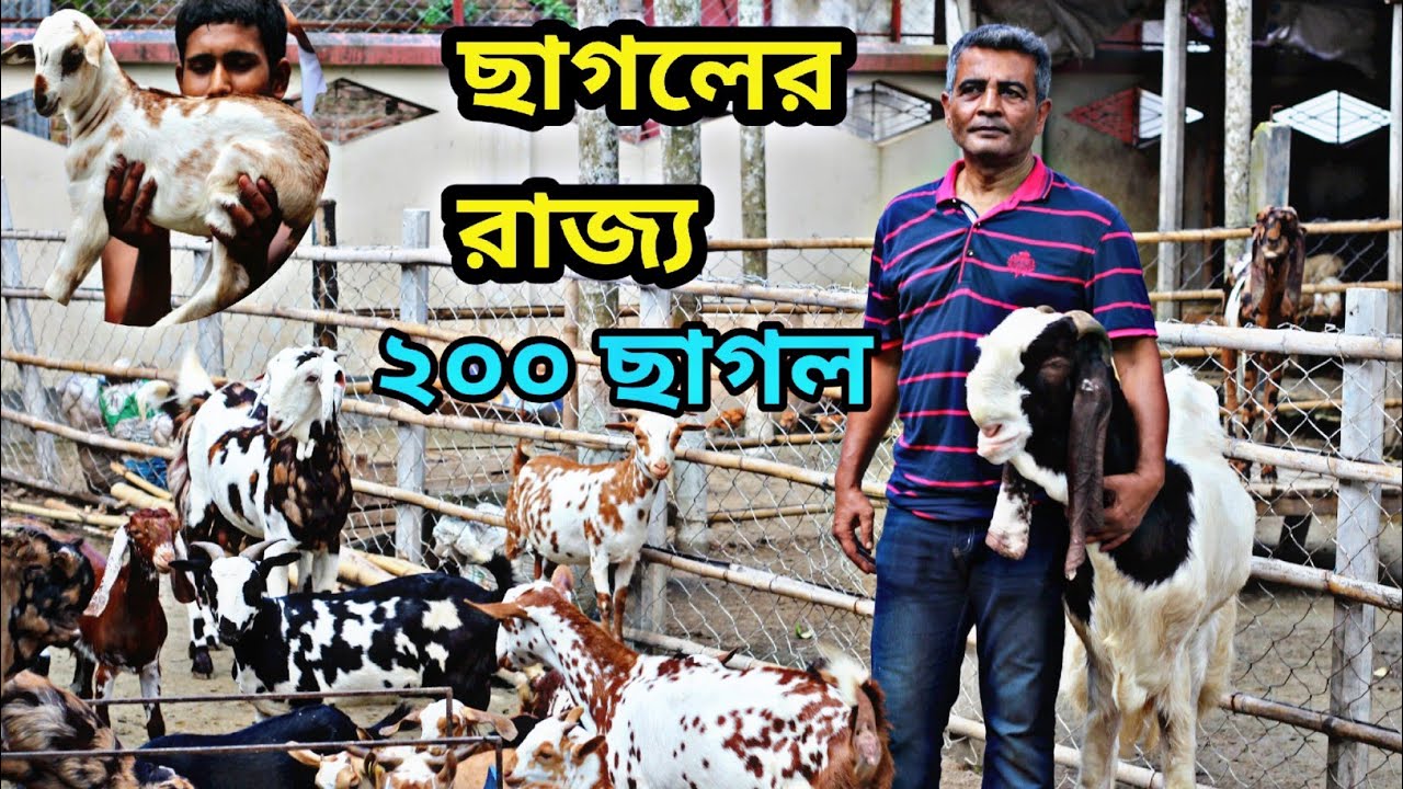 তোতাপুরি আমেরিকান বারবারি হরিয়ানা বিটল গুজরি শিরোহী সকল জাতের ছাগলের খামার|ছাগলের লালন পালন শিখুন