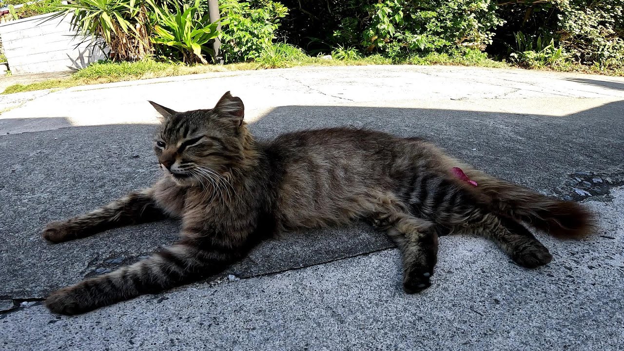 リラックスできる音楽と猫。睡眠音楽。やっぱり猫が好き。野良猫の日常