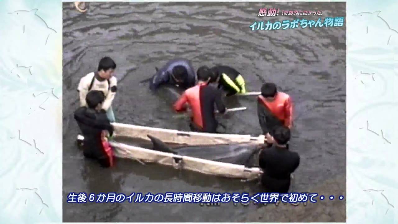 ラボちゃん物語（越前松島水族館）