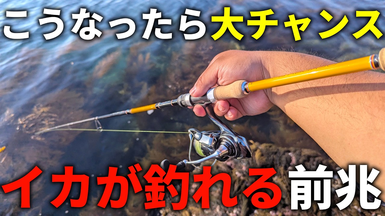 「釣れるタイミング」がわかる瞬間。エギングはこの変化が起きたら大チャンスです！
