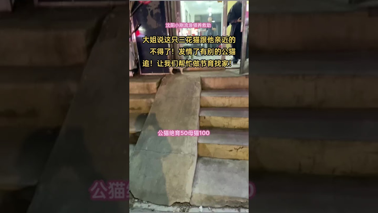 大家看到最后流浪三花貓最后是怎么進入航空箱里的？又親人又警惕！有條件有能力就給流浪母貓做絕育吧，要不很快就大肚子了，生出來可咋活？我媽和孩子們在外邊都遭罪，找家越來越不好找了！沈陽……，W