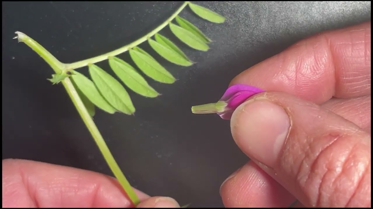 Vorstellung der Fabaceae - Schmetterlingsblütler