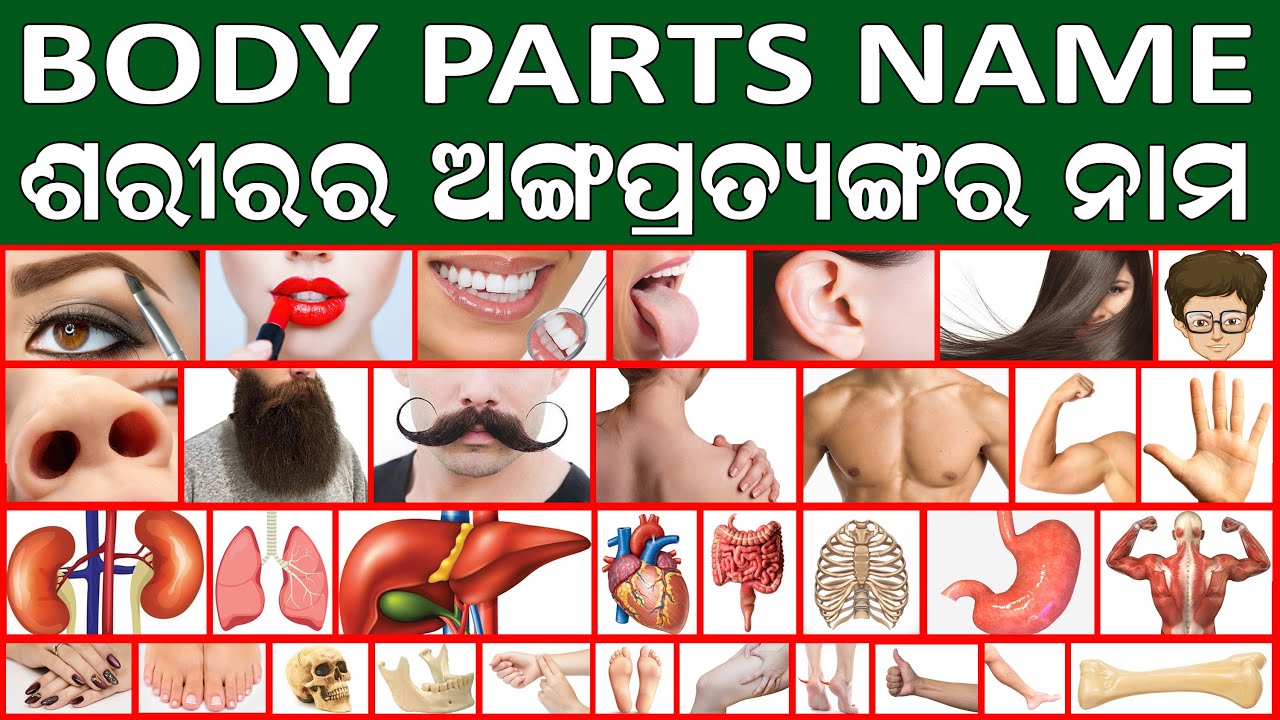 Body Parts Name in English to Odia || Body Parts Name with Pictures || Learn English through Odia 👄💪