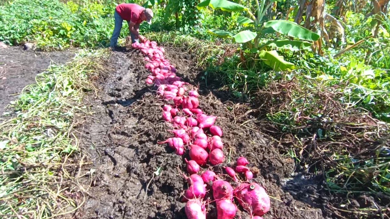 Incrível Colheita de Batata Doce Vejam só / Grande Colheita de Batata no Mini Sítio