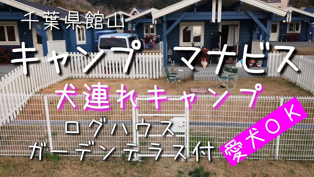 【キャンプ】【犬】【キャンプマナビス】初めて海を見たパピヨンが、大喜びで海に向かって突進！（犬 キャンプ）