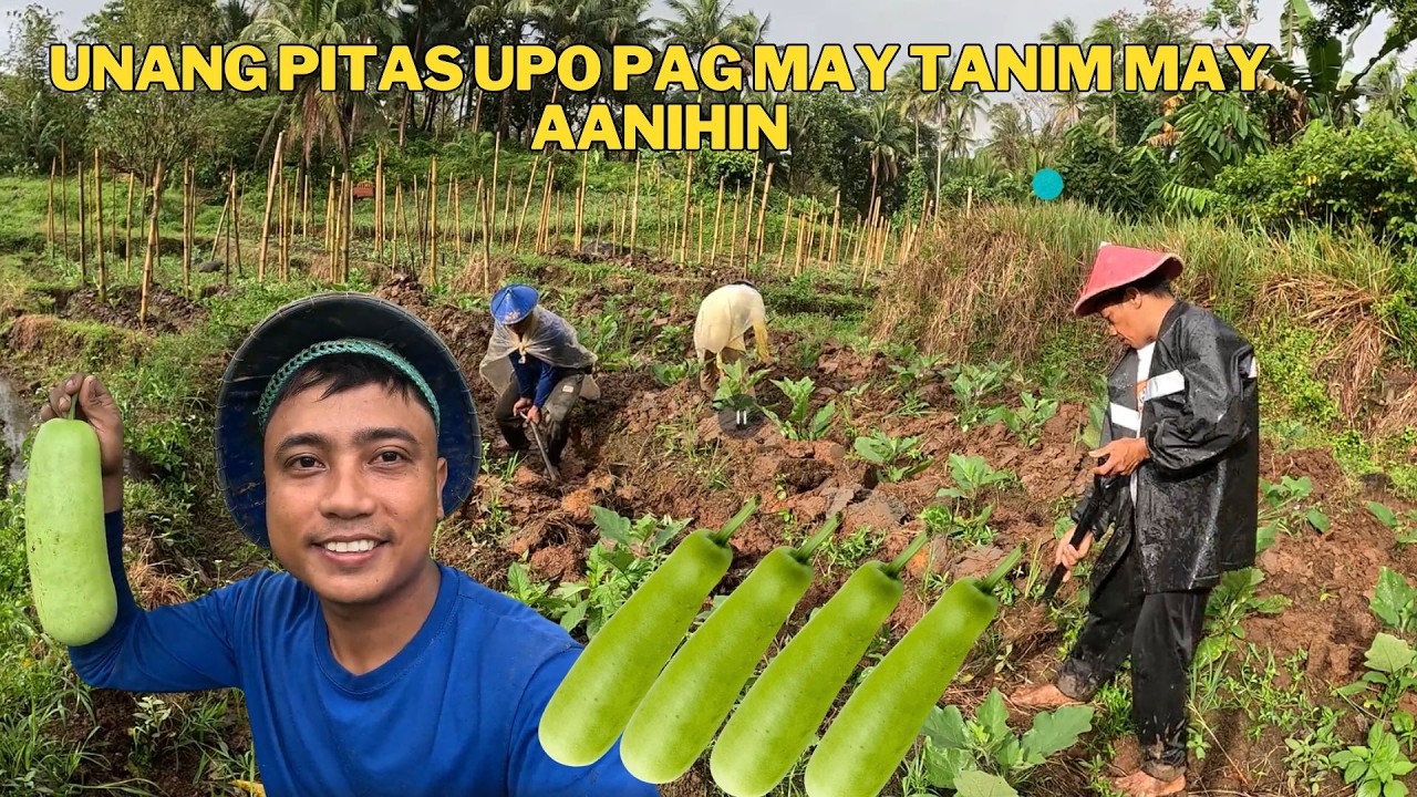 PAG MAY TANIM AANIHIN UPO NAMAN ANG ATING PITASIN TAPOS NA ANG ATING PAGTATABON NG TALUNGAN