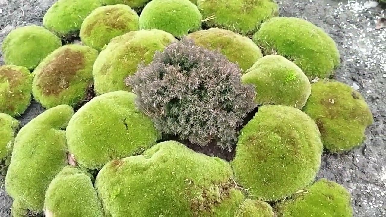 Мох,квіти і кокедами в грудні /Незвичайний зимовий сад🌲