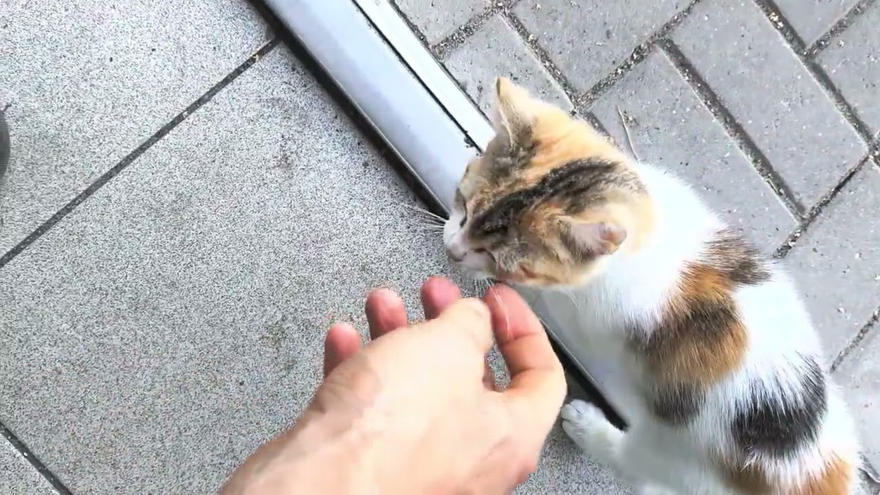 #какой #котёночек #котеночек #какая #киска 