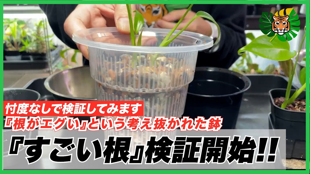 【すごい根】丸農(MARUNO)さんから頂いた「根っこが凄い」という噂の『すごい根』を忖度なしで徹底検証します！