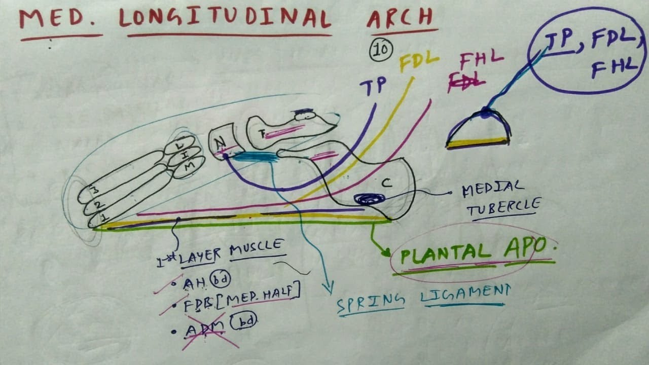 Medial Longitudinal Arch of Foot | TCML | The Charsi of Medical Literature