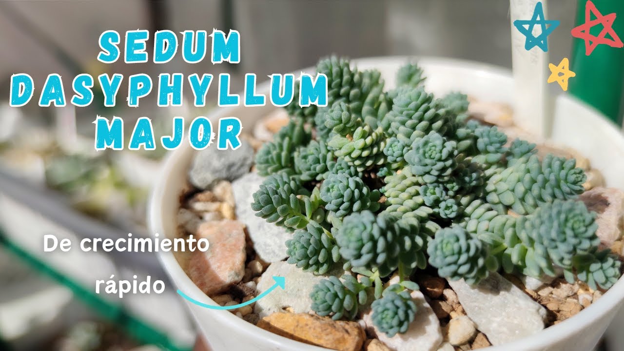 🌱SEDUM DASYPHYLLUM MAJOR ┃MEJORA SUS CUIDADOS!
