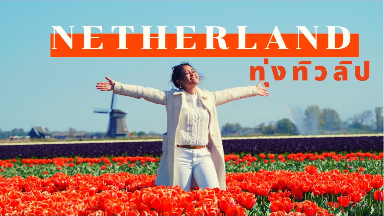 Tulip in Netherlands EP 1 🧡 Tulip Fields 🌷🌷🌷 Time for cut Tulips bloom