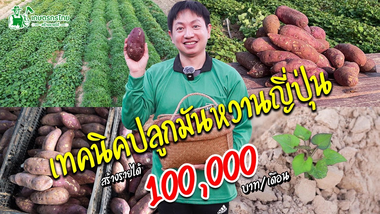 เทคนิคการปลูกมันหวานญี่ปุ่น ปลูกแบบนี้มีรายได้ 100,000 บาท/เดือน  #มันหวาน #มันหวานญี่ปุ่น