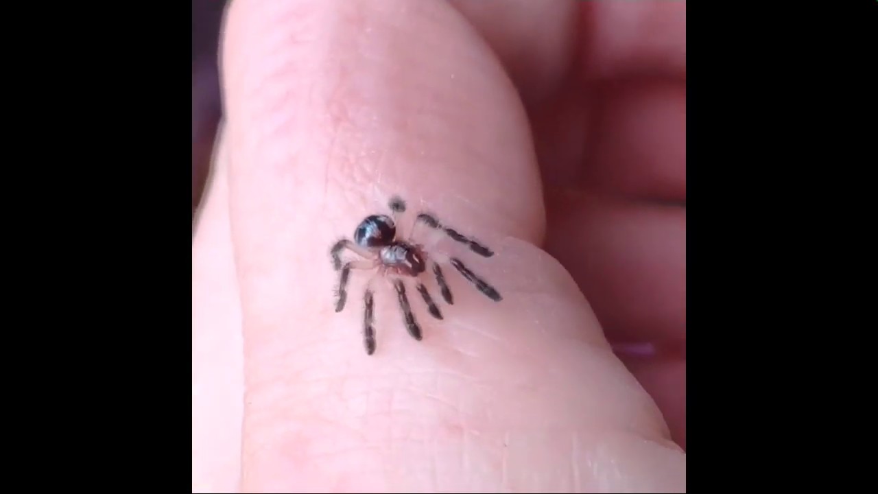 Ara&ntilde;a diminuta s&uacute;per bonita🥰