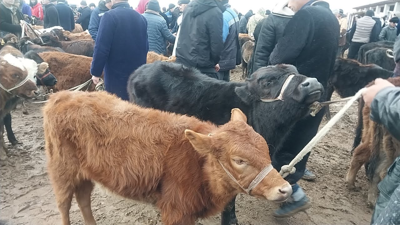 11.02.2026 G'UNOJINLARNI ARZONLARIDAN QARSHI KARVON MOL BOZORIDA 