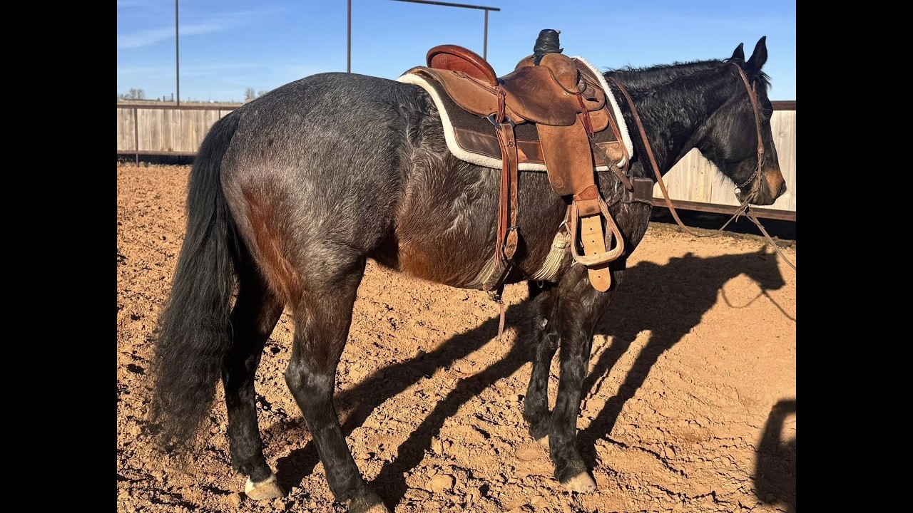 AQHA Rooster - 6 Year Old Blue Roan Heel Horse - Unavailable