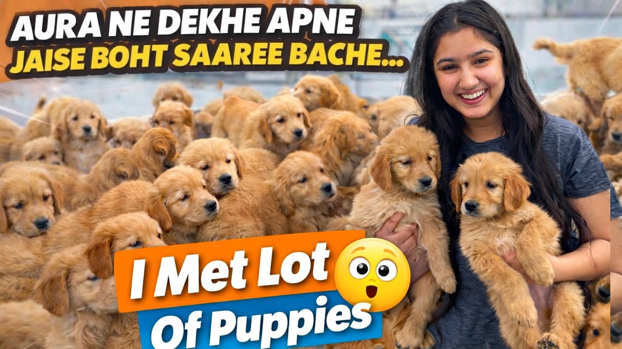 Ab karwaege hum AURA ke bache😂🤦🏻‍♀️🐶| Golden Retriever Family | Daily vlog| #goldenretriever #fyp 
