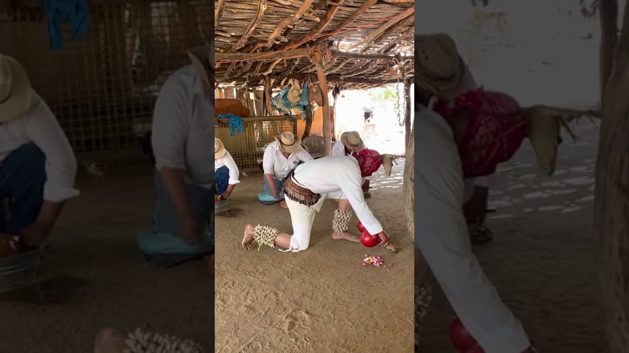 Danza del venado.  Comunidad indígena de los Capomos, El Fuerte, Sinaloa.