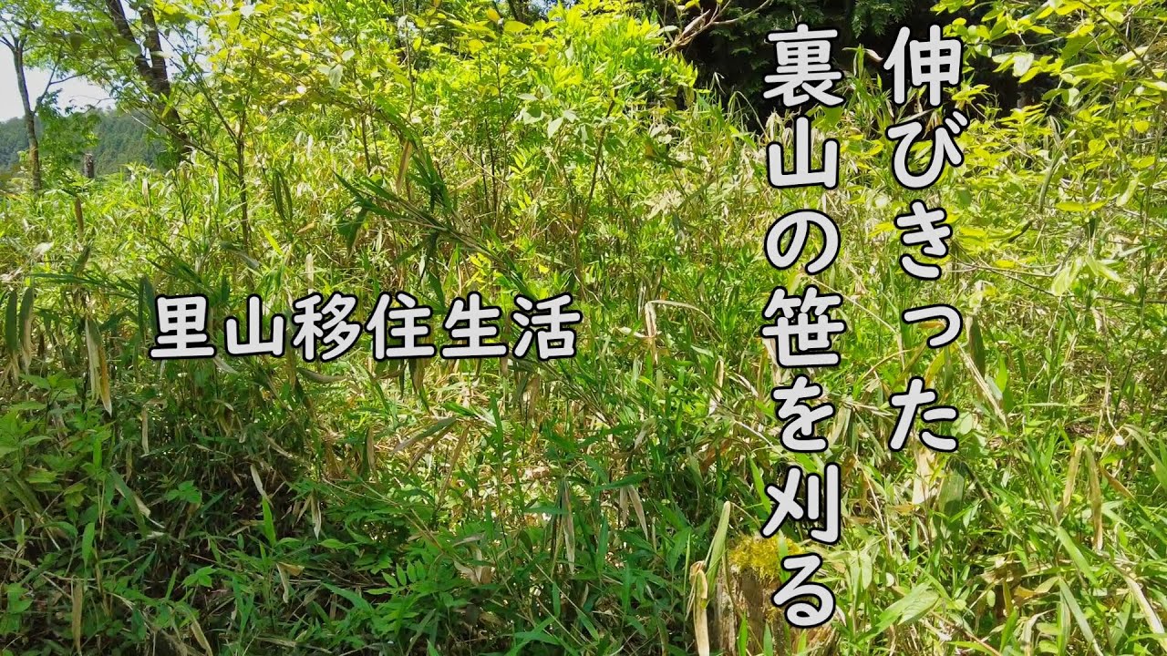 裏山の伸び切った笹を刈る『里山移住生活』