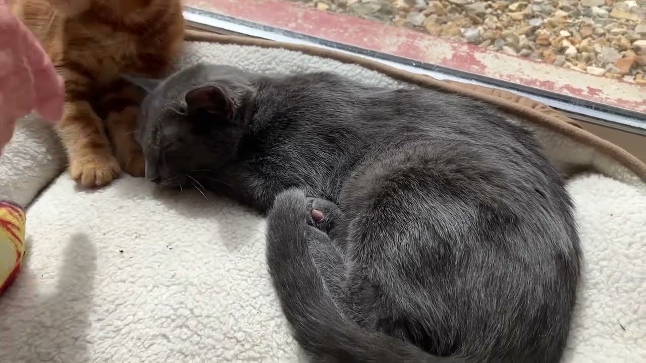 Les chatons jouent 