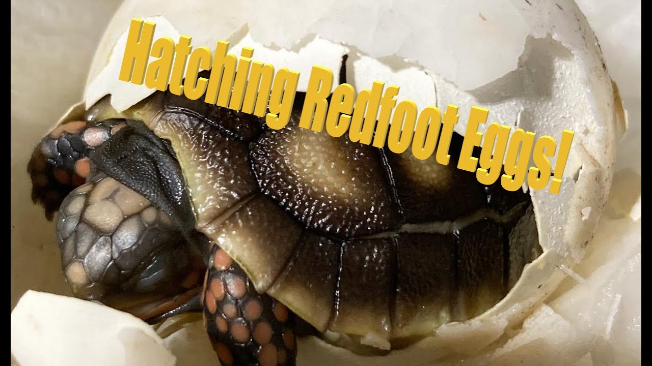 Hatching Redfoot Tortoise Eggs