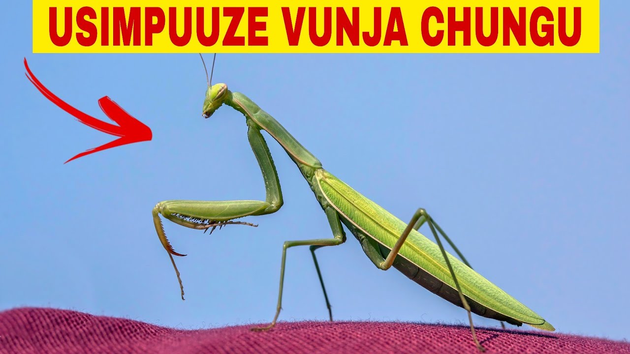 USIPUUZE FANYA HIVI KILA UNAPOMUONA MDUDU VUNJA CHUNGU HUU NDIO UJUMBE ALIO KULETEA