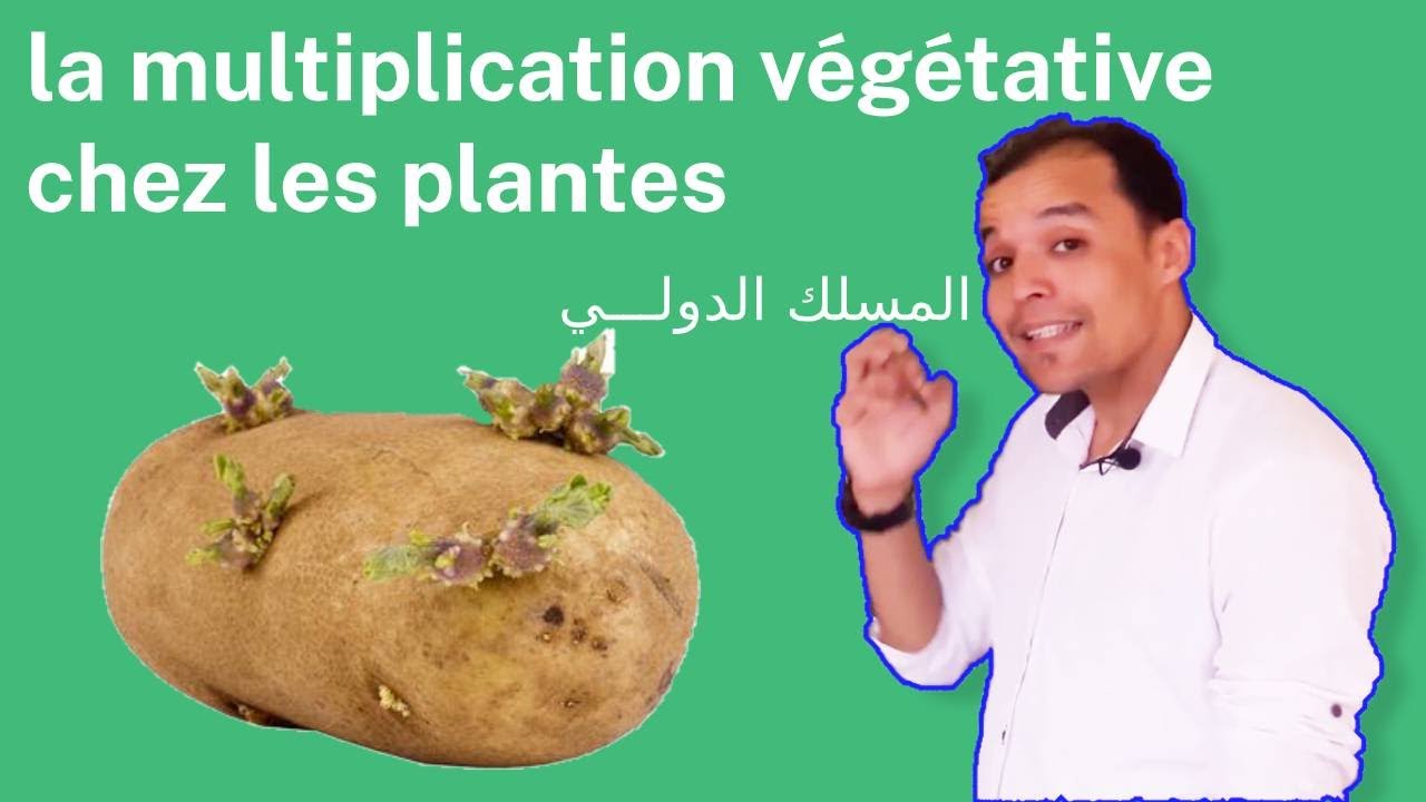 multiplication végétative chez les plantes