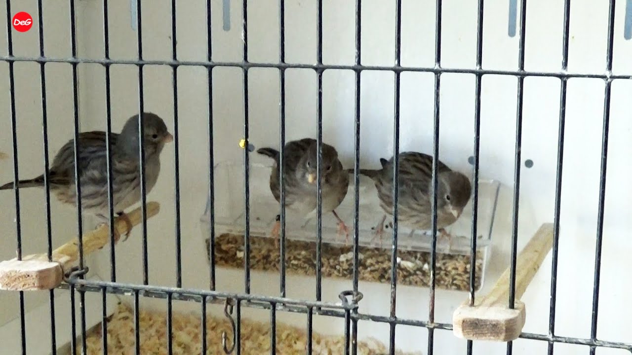 selecting some blue fife canaries