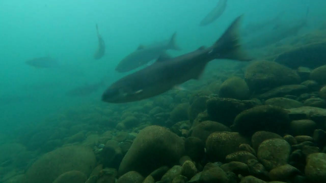 Vedder Fish Report July 24, Sockeye and Chinooks
