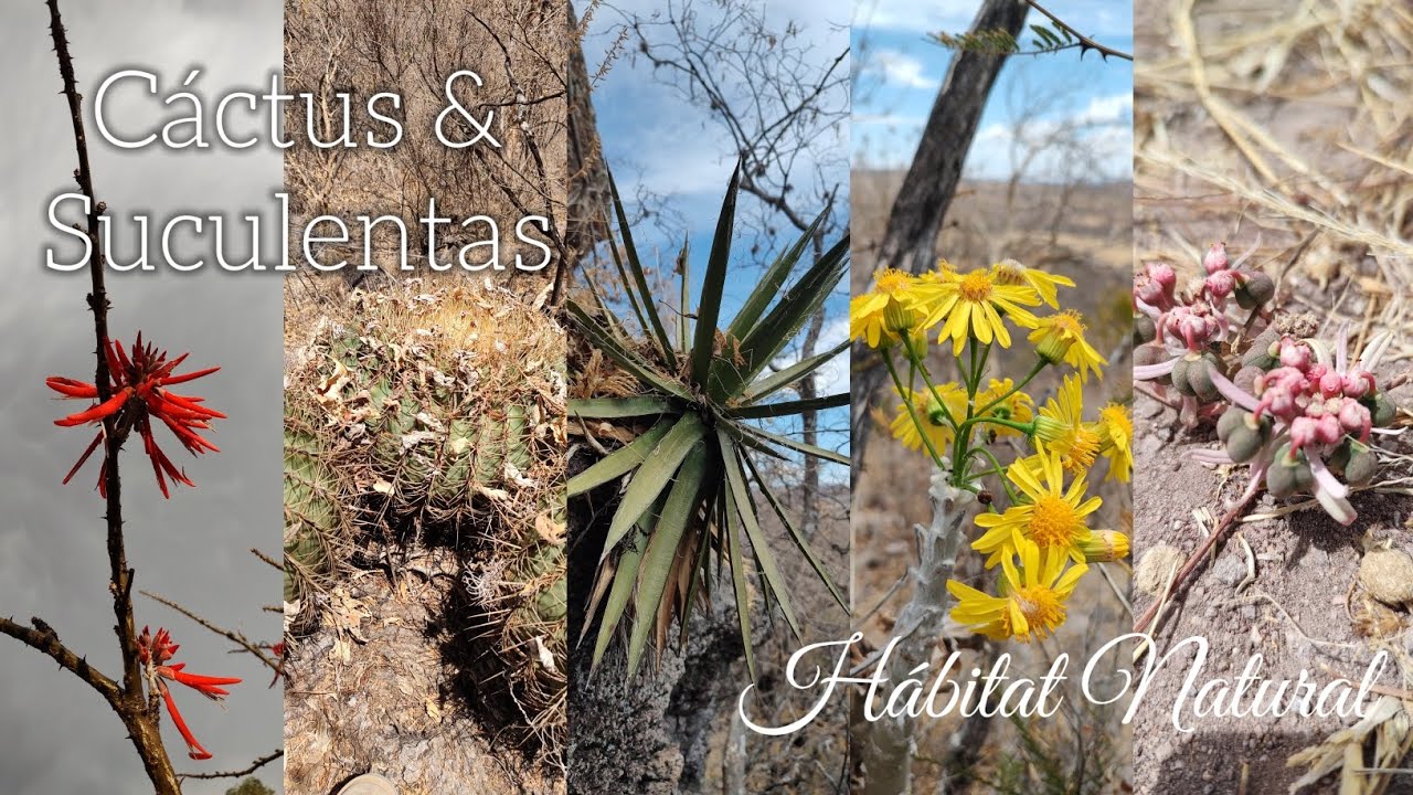 Buscando cactus y suculentas en su hábitat natural