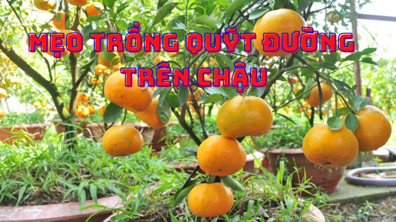 Chia Sẻ Kỹ Thuật Trồng Quýt Trên Chậu Ra Sai Quả Chơi Tết- Nhà Vườn Vũ Tiến
