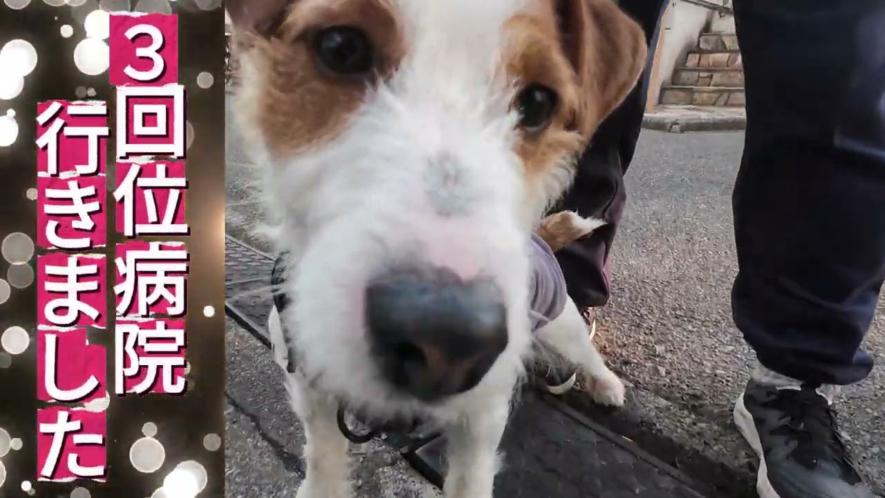 驚愕の偶然!!?😱ジャックラッセルテリアのフクちゃん🐩　先代猫が自分の推し犬を家に連れて来た😲❓【亡き親友ポメから始まる物語】#猫のいる暮らし ＃甘鯛