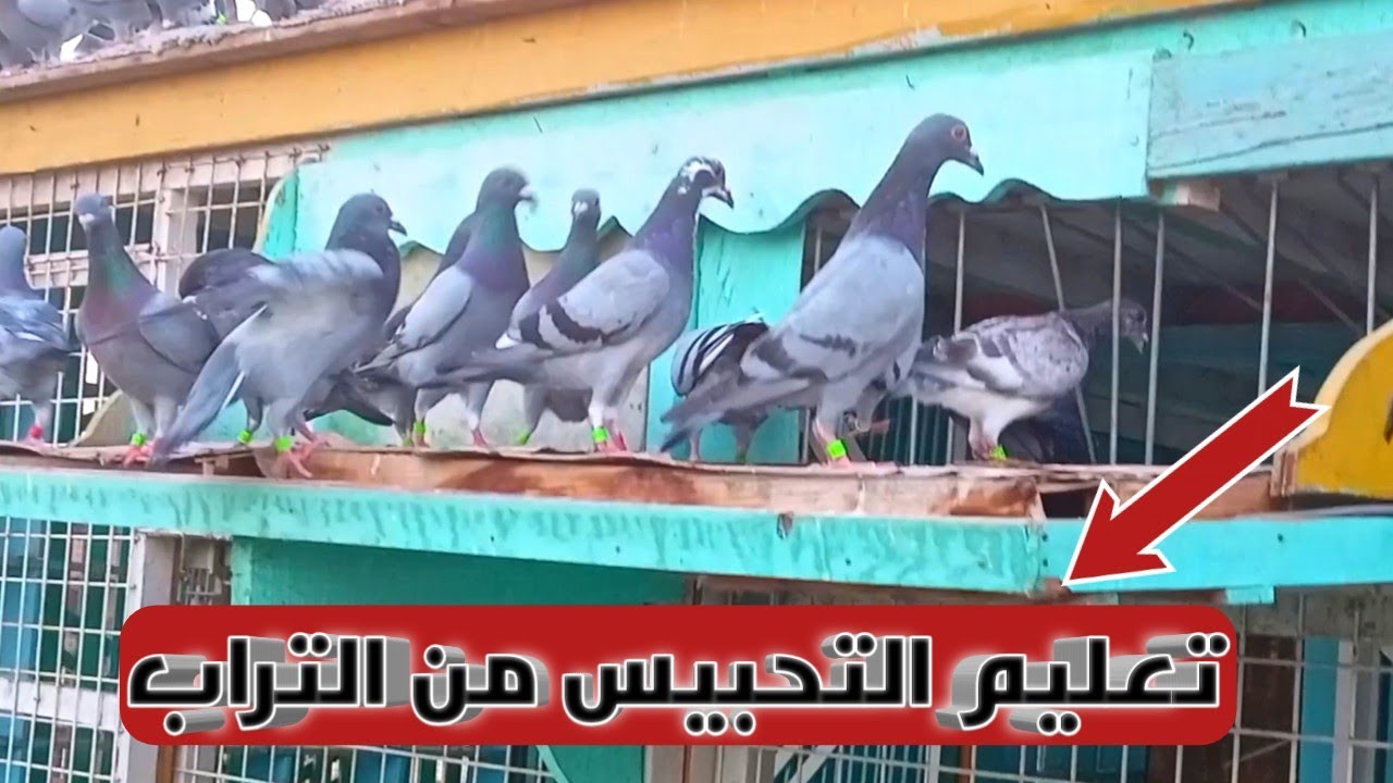 ازاي نعود الحمام الزاجل يحبس من التراب خاصه الزغاليل