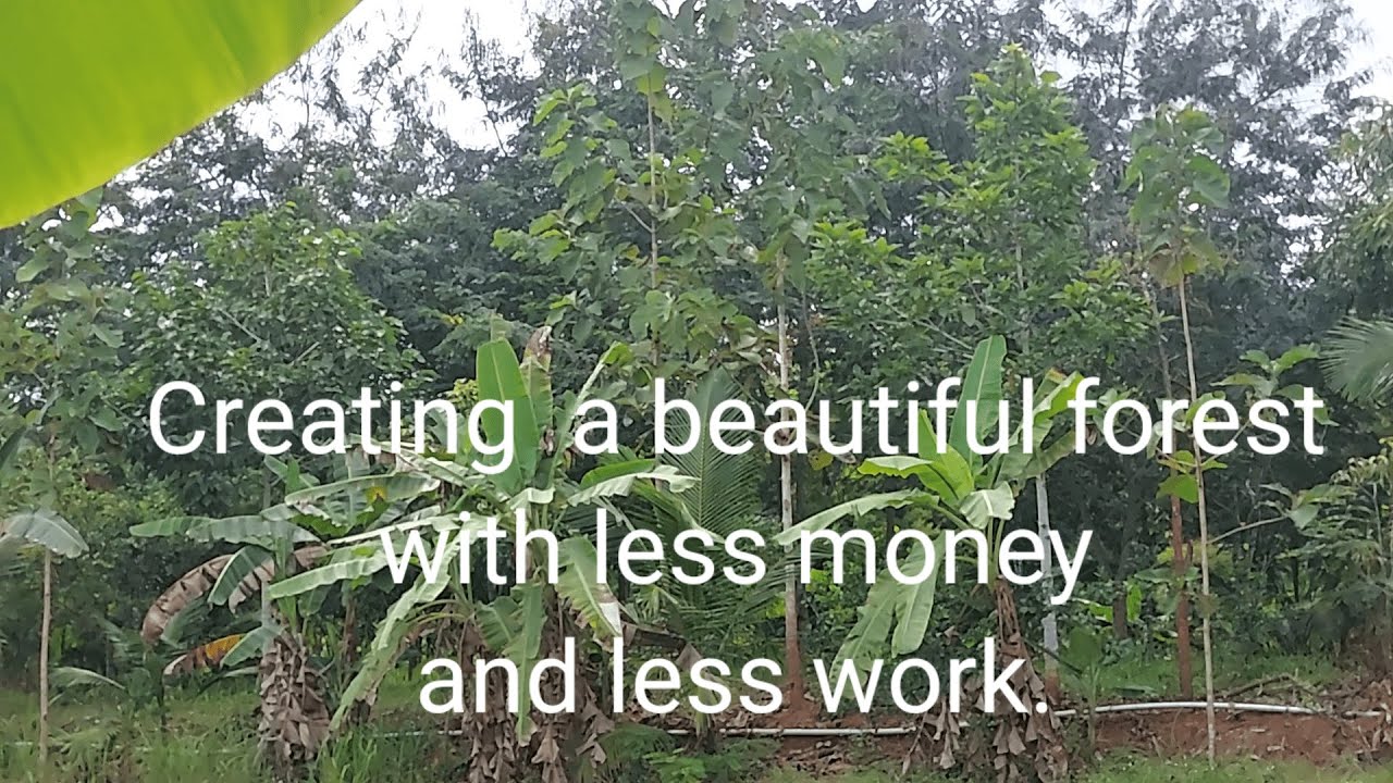 Creating a beautiful forest with less money and less work.