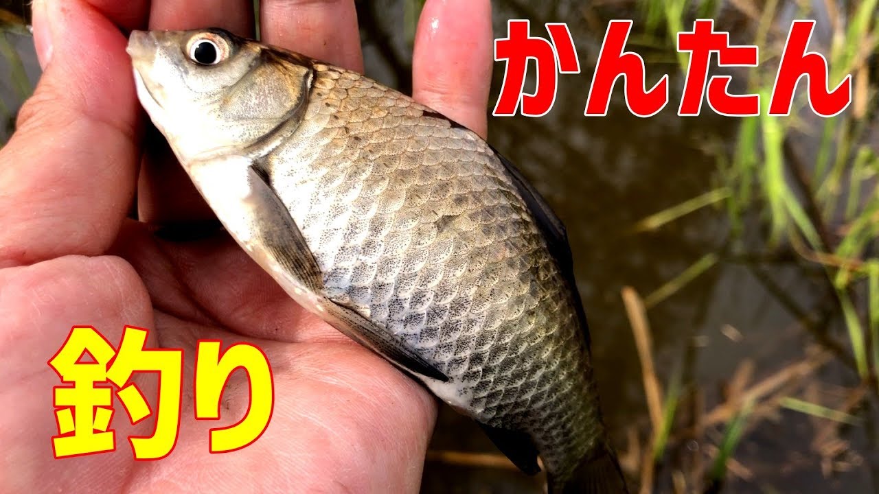 ゼロから始める小鮒釣り！釣具屋で手に入る簡単な道具でやってみる