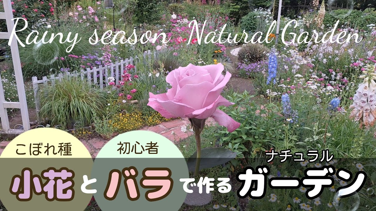 ガーデニング｜こぼれ種花とバラで作るナチュラルな花園|梅雨ガーデン