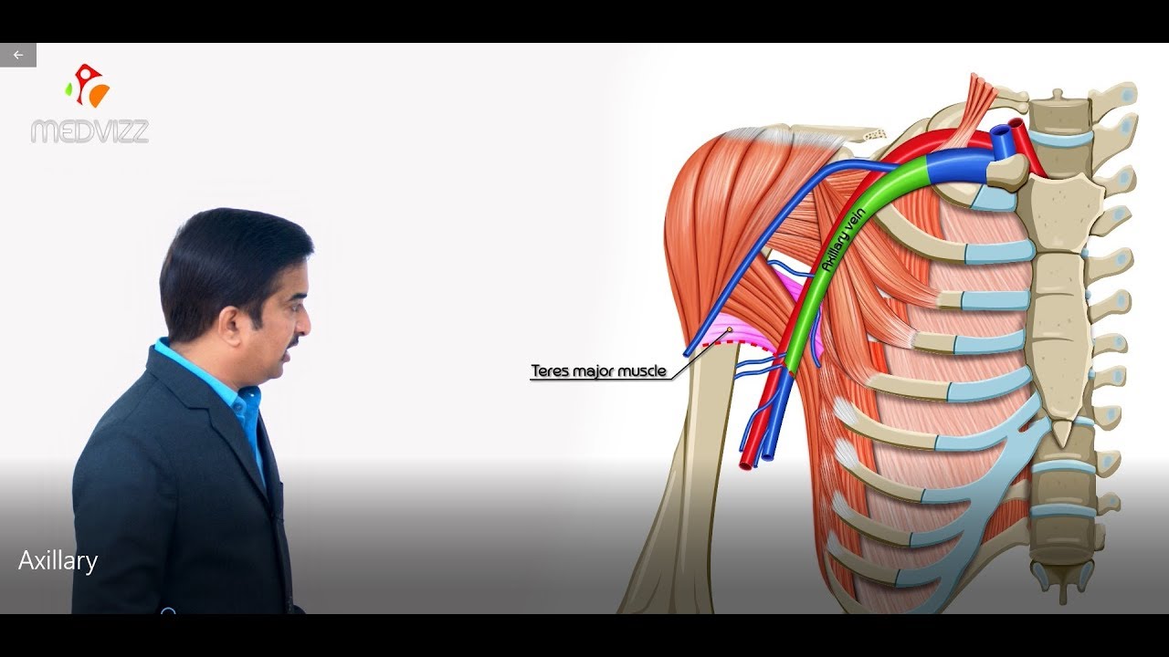 Axillary vein and its tributaries - Upper limb gross anatomy , Dr G Bhanu Prakash medical animations