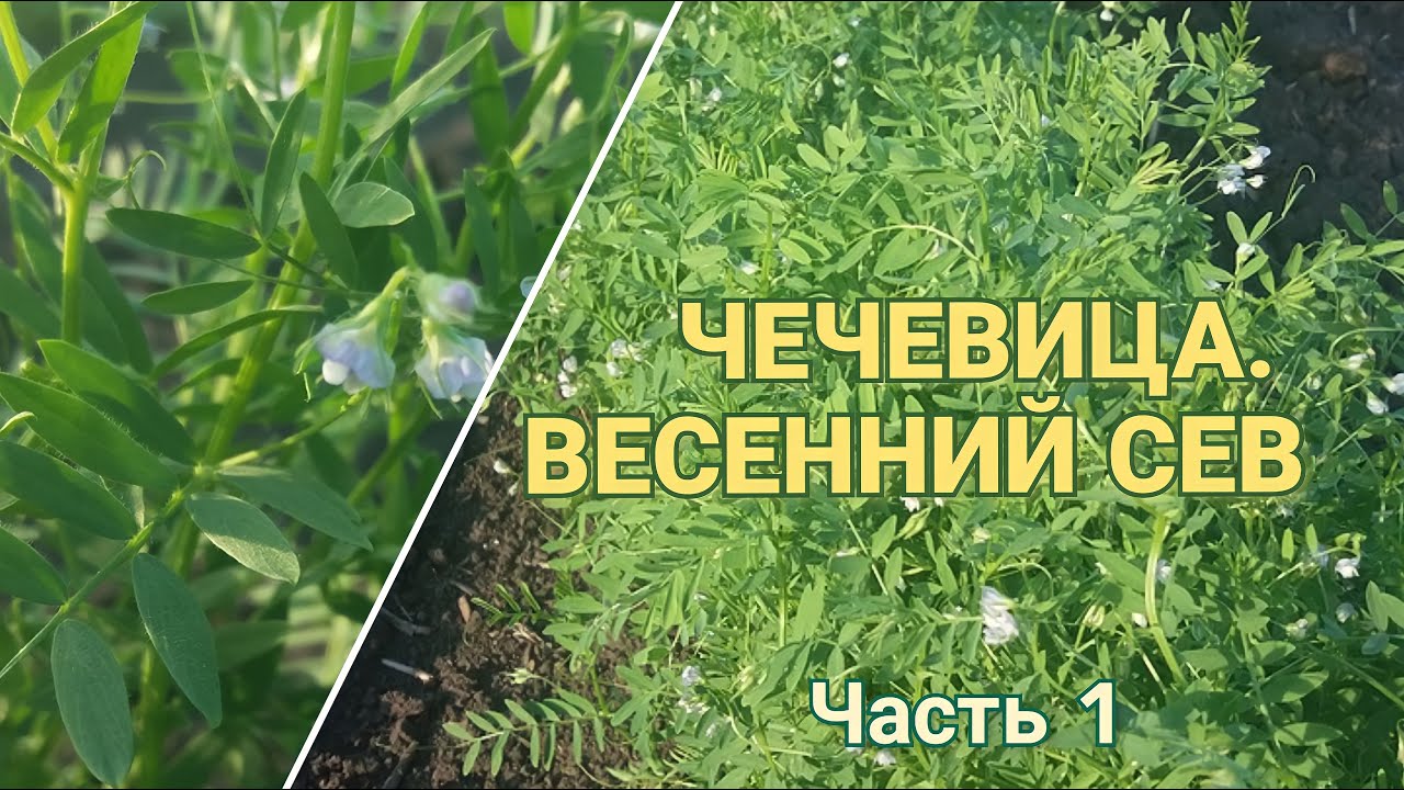 Чечевица! От полей до огорода.