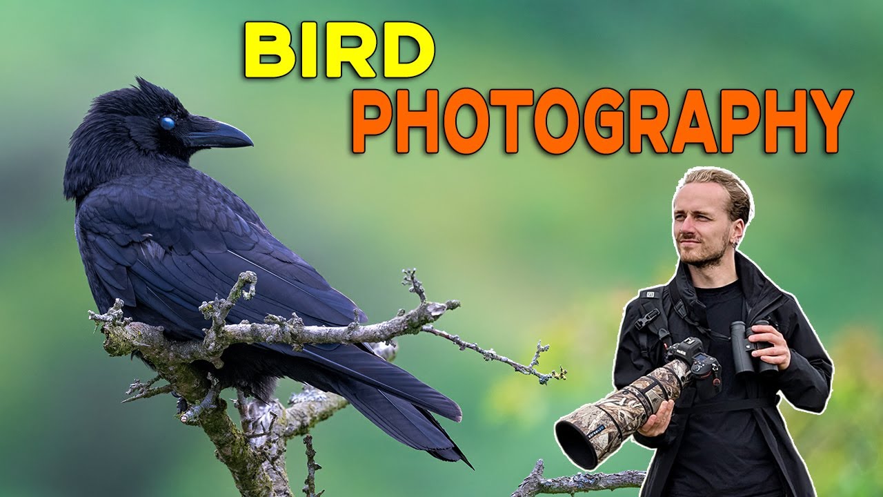 Фотосъемка птиц в прекрасных холмах Шропшира | Nikon Z8 + 600mm F6.3 PF