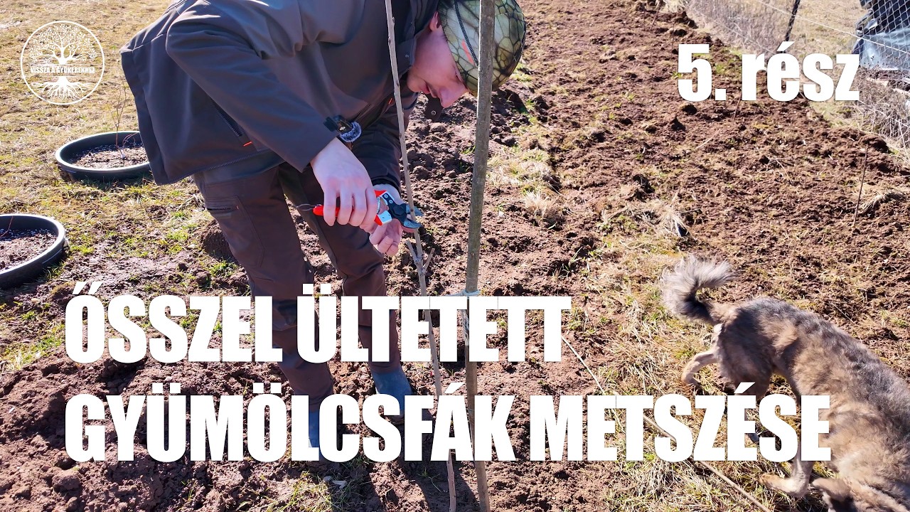 Első éves gyümölcsfák metszése – így csinálom, hogy jól induljanak